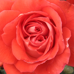 Web trgovina ruža - floribunda ruže - crvena  - Rosa  Scherzo - srednjeg intenziteta miris ruže - Francesco Giacomo Paolino - Izgleda dobro u mješovitim krevetima od ruža , ali se također može pokupiti.